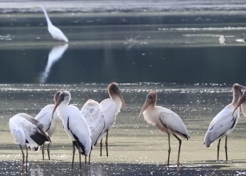 Broadway Lake - Wood Storks