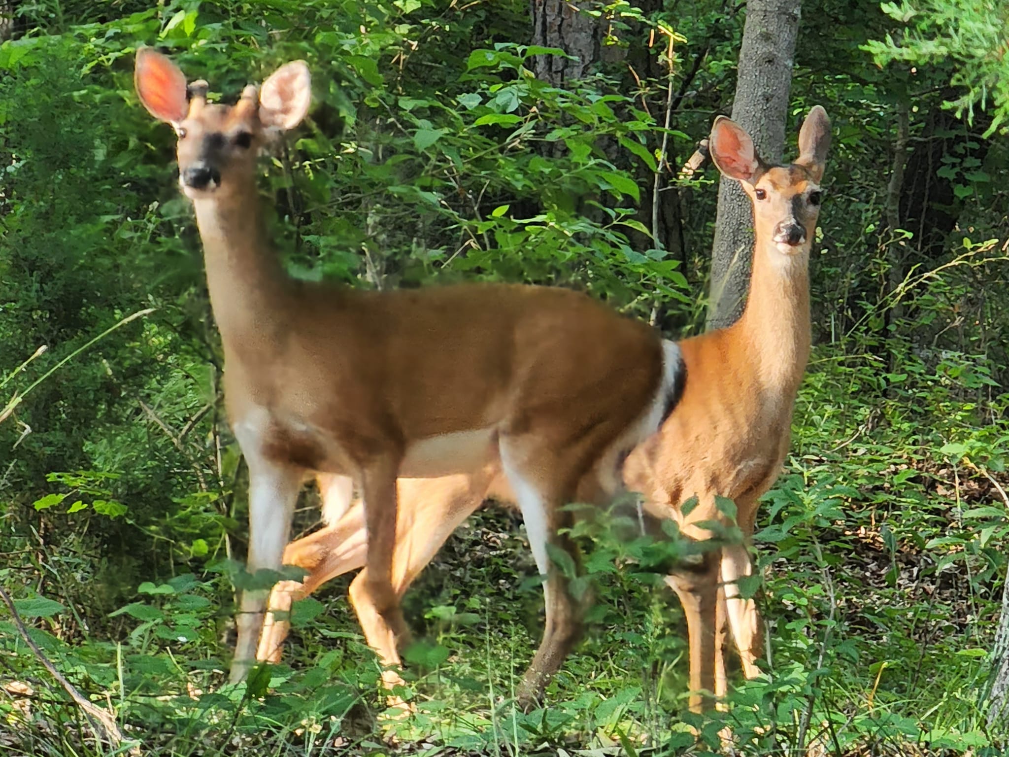 White Tailed Deer on Broadway Lake